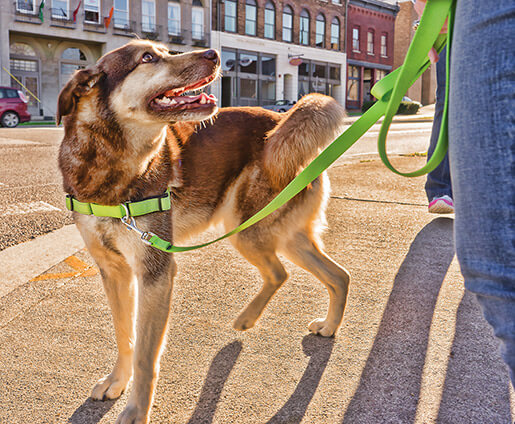 PetSafe Brand Radio Systems Corporation